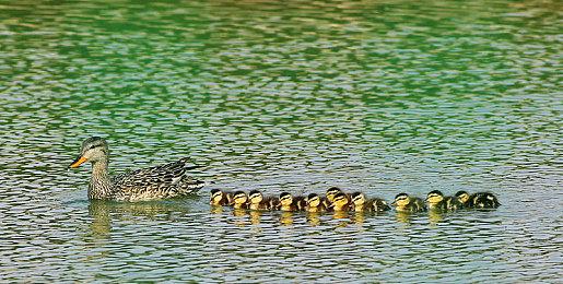 《捣蛋鹅》开发商未命名新作开发中 Panic发行